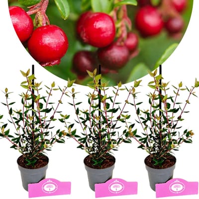 Set van 3 Chileense guave - Ugni molinae 'Villarica Strawberry' – Hoogte 20cm – 9cm pot