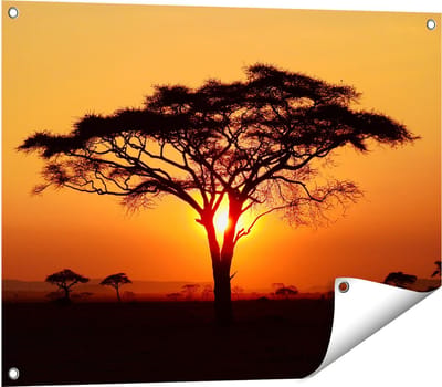 Gards Tuinposter Zonsondergang Achter een Savanne Boom - 80x60 cm - Tuindoek - Tuindecoratie - Wanddecoratie buiten - Tuinschilderij