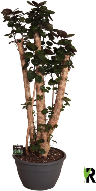 Polyscias Fabian bonsai 110 cm - Kamerplant - Potmaat Ø35 cm