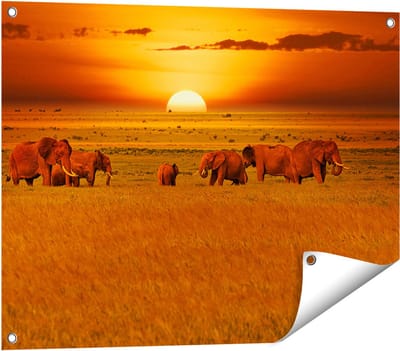 Gards Tuinposter Olifanten in het Wild - Zonsondergang - 80x60 cm - Tuindoek - Tuindecoratie - Wanddecoratie buiten - Tuinschilderij