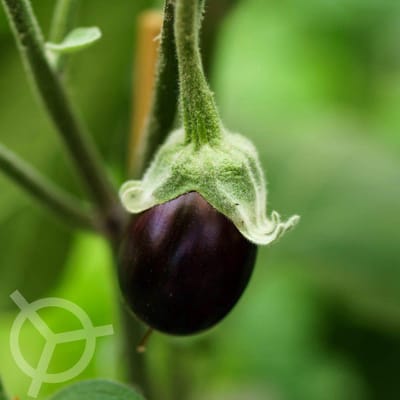 Aubergine Violetta Lunga 3 zaden biologisch (Solanum melongena) 0.1 g