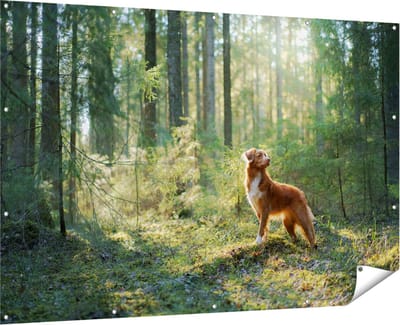 Gards Tuinposter Retriever Hond in het Bos met Zon - 180x120 cm - Tuindoek - Tuindecoratie - Wanddecoratie buiten - Tuinschilderij