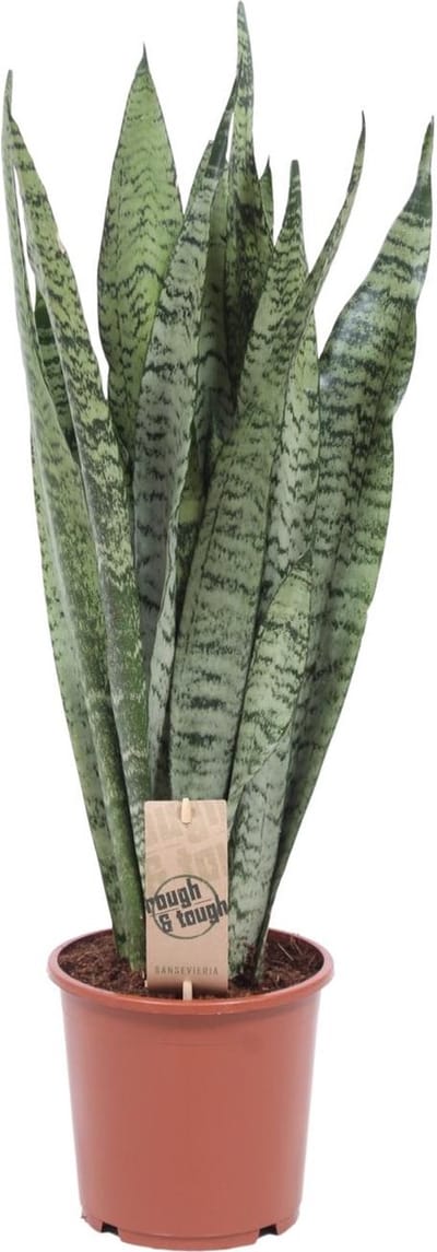Plantenboetiek.nl | Sansevieria Zeylanica - Ø17cm - 50-60cm hoog - Kamerplant - Groenblijvend - Cactus & Vetplanten
