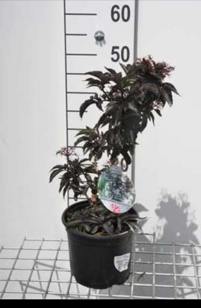 Sambucus nigra 'Black Tower'® ('eiffel01') - Zwarte Vlier 30- 40 cm in pot