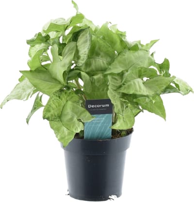 Plantenboetiek.nl | Syngonium White Butterfly Feel Green - Ø14cm - 25-35cm hoog - Kamerplant - Groenblijvend