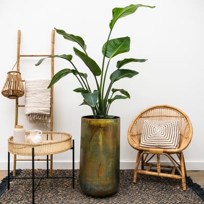 Combi deal - Strelitzia Nicolai inclusief vaas Elisa Mystic - 190cm