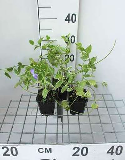 12x Groene Vinca - Vinca major 'Variegata' ('elegantissima') | 9x9 cm pot