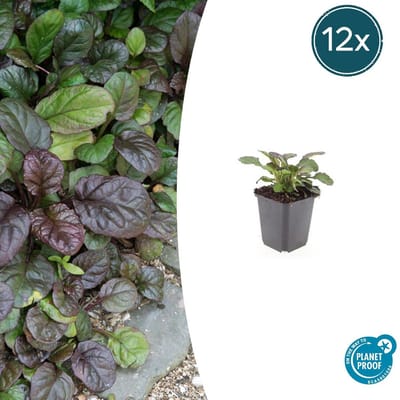 Tuinplantenshop.com | Ajuga reptans 'Catlin's Giant' | 12 stuks - Ø9cm - 10-25cm hoog - Tuinplant