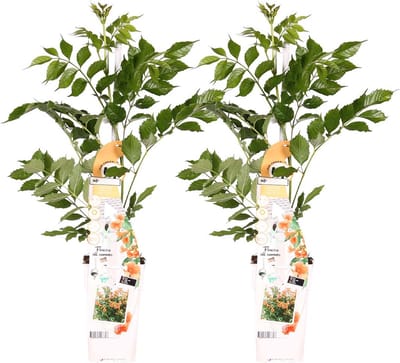 Bloomique - Set van 2 - Campsis Radicans Galen - Trompetbloem - Oranje - Klimplanten - Tuinplanten - Winterhard - Hoogte 50-70 cm - Pot 15 cm