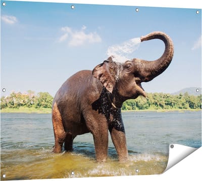 Gards Tuinposter Vrolijke Olifant in het Water - 120x90 cm - Tuindoek - Tuindecoratie - Wanddecoratie buiten - Tuinschilderij