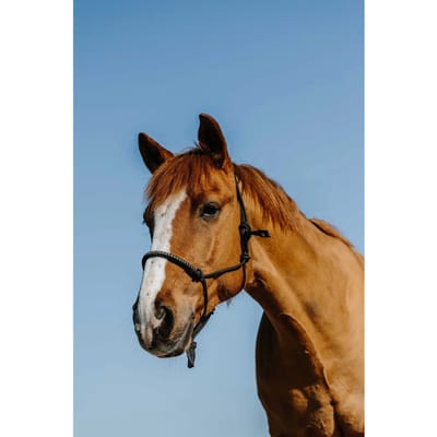 Ethologisch halster voor paard Norton Diams
