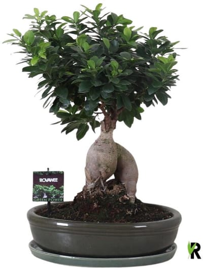 Ficus Microcarpa Ginseng in keramiek ovaal groen 45 cm - Kamerplant - Potmaat Ø35 cm