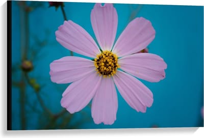 Canvas  - Roze fleurige Bloem - 90x60cm Foto op Canvas Schilderij (Wanddecoratie op Canvas)