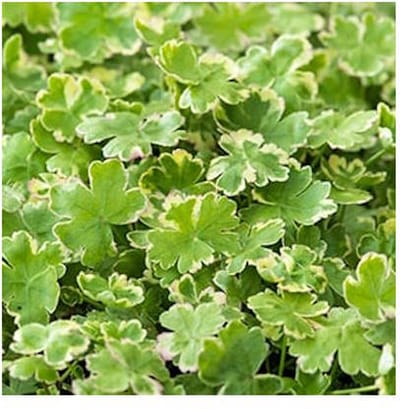 Moerings Hydrocotyle sib. Variegata | Bonte Waternavel | In 18CM Mand