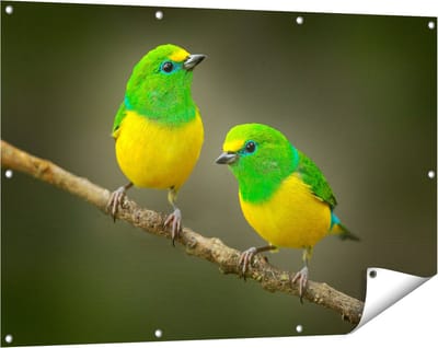 Gards Tuinposter Twee Groen Gele Zangvogels op een Tak - 120x80 cm - Tuindoek - Tuindecoratie - Wanddecoratie buiten - Tuinschilderij