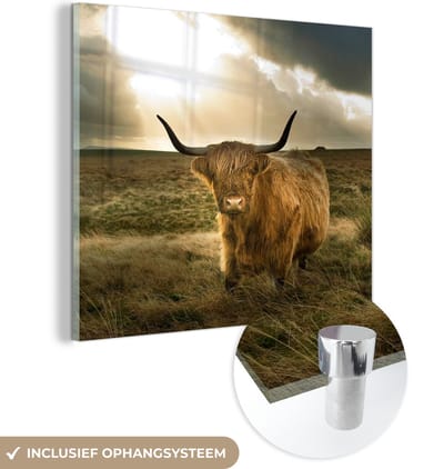 MuchoWow® Glasschilderij - Schotse Hooglander - Zon - Duin - Natuur - Dieren - 50x50 cm - Acrylglas Schilderijen - Foto op Glas - Muurdecoratie