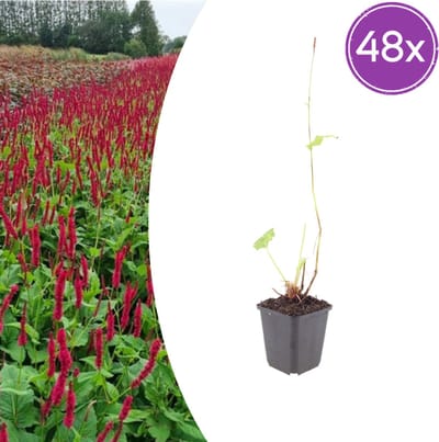 Tuinplantenshop.com | Persicaria a. 'Blackfield' | 48 stuks - Ø9cm - 10-25cm hoog - Tuinplant