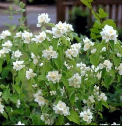 Philadelphus 'Lemoinei' - Boerenjasmijn 50- 60 cm in pot