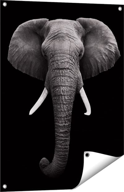 Gards Tuinposter Olifantenkop - Olifant - Zwart Wit - 60x80 cm - Tuindoek - Tuindecoratie - Wanddecoratie buiten - Tuinschilderij