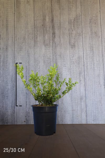 Set van 10 | Japanse hulst 'Green Hedge' Pot 25-30 cm Extra kwaliteit - Wintergroen - Bloeiende plant - Compacte groei - Geschikt als hoge en lage haag - Kleinbladig