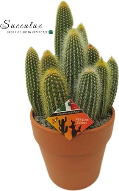 Cactus Kamerplant in Sierpot - Grote Zuilcactus Ø 20 cm - Hoogte 40 cm - Plant voor Binnen - Cadeau