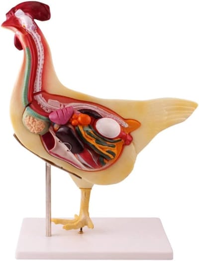 Kip Anatomie Model - Kip Leren Model - Onderwijs Display - Doorzichtig Ontwerp - N.v.t. - Meerkleurig