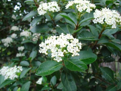 Viburnum Tinus - Sneeuwbal - 30-40 cm in pot: Winterharde groenblijvende struik met witte bloesemtrossen