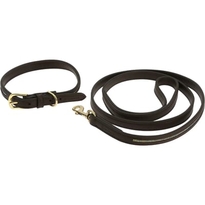 Halsband en lijn voor hond Equithème Max