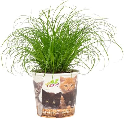 Plantenboetiek.nl | Cyperus Zumula - Beker Pet Candy Kat - Ø12cm - 23cm hoog - Kamerplant - Groenblijvend