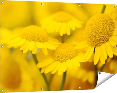 Gards Tuinposter Gele Kamille Bloemen - 120x80 cm - Tuindoek - Tuindecoratie - Wanddecoratie buiten - Tuinschilderij