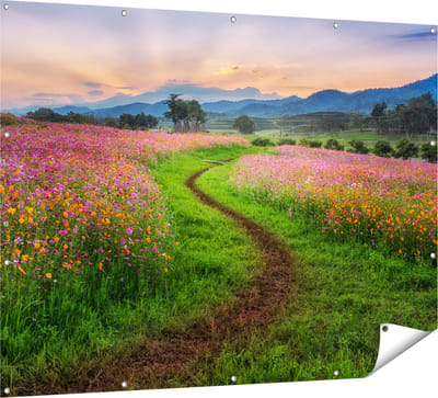 Gards Tuinposter Kosmos Bloemenveld met een Pad - Bloemen - 160x120 cm - Tuindoek - Tuindecoratie - Wanddecoratie buiten - Tuinschilderij