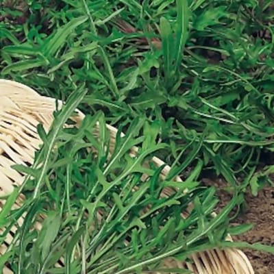 Rucola zaden - Wilde Rucola