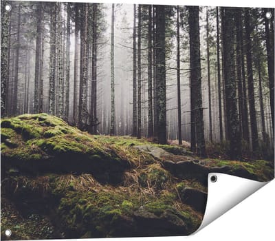 Gards Tuinposter Bos met Mos op Rotsen - 80x60 cm - Tuindoek - Tuindecoratie - Wanddecoratie buiten - Tuinschilderij