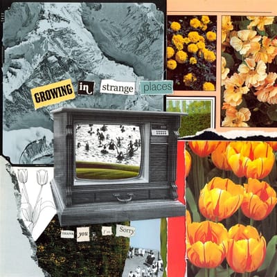 Thank You, I'm Sorry - Growing in Strange Places (LP) (Coloured Vinyl)