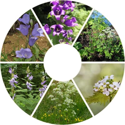 Schaduwflora - Schaduwrijke bloemen
