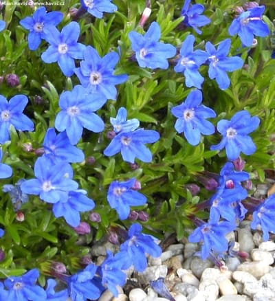 Lithodora d. Heavenly Blue (=Glandora) - Set van 12 - Parelkruid - Pot P9 - Blauwe Bloem - Wintergroen