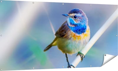 Gards Tuinposter Kleurrijke Blauwborst Vogel op een Tak - 180x90 cm - Tuindoek - Tuindecoratie - Wanddecoratie buiten - Tuinschilderij