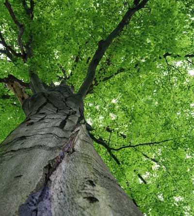 Fotobehang - Treetop 225x250cm - Vliesbehang