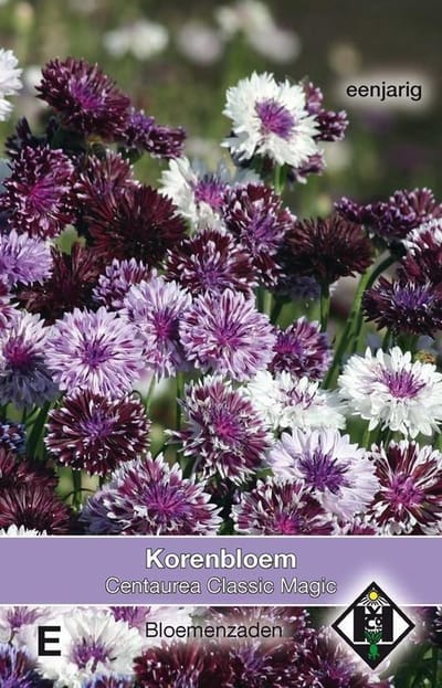 2 stuks Van Hemert & Co Centaurea classic magic