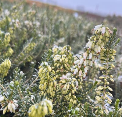 Winterheide Wit - 10 Stuks - Erica carnea 'Isabell' - P10.5 - Plant - Tuinplant - Heide