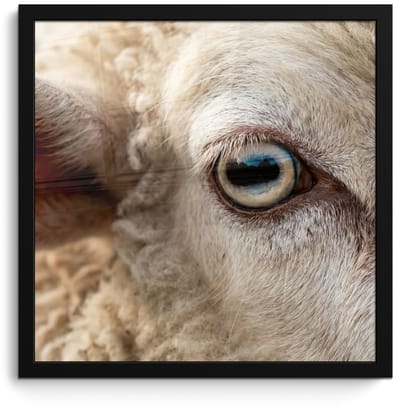 Poster in lijst - Fotolijst 40x40 cm - Posters - Schaap - Oog - Wit - Posterlijst zwart - Decoratie - Wanddecoratie woonkamer - Muurdecoratie slaapkamer