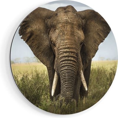 Artaza Dibond Muurcirkel Olifant In Het Wild - Kleur - Ø 70 cm - Wandcirkel - Rond Schilderij - Voor Binnen en Buiten