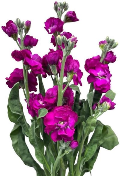 10x Matt. - roze 50cm