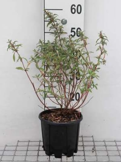 Cistus x skanbergii - Rotsroos 20 - 25 cm in pot