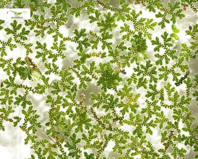 Zwemplant - Algenvaren Muggenvaren - Vijver Aquarium - Winterhard Robuust - 1 portie - Groen Rood