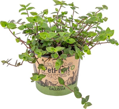 Bloomique - Callisia Repens - Schildpadplant - Geschikt als Voedsel voor Dieren - Kamerplanten - Diervriendelijk - Hoogte 10-20 cm - Pot 12 cm
