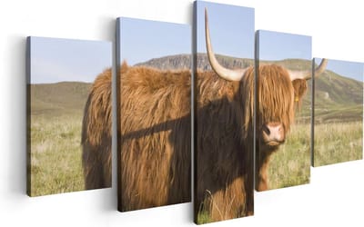 Artaza Canvas Schilderij Vijfluik Schotse Hooglander Koe - Kleur - 100x50 cm - Wanddecoratie Woonkamer - Schilderijen - Muurdecoratie