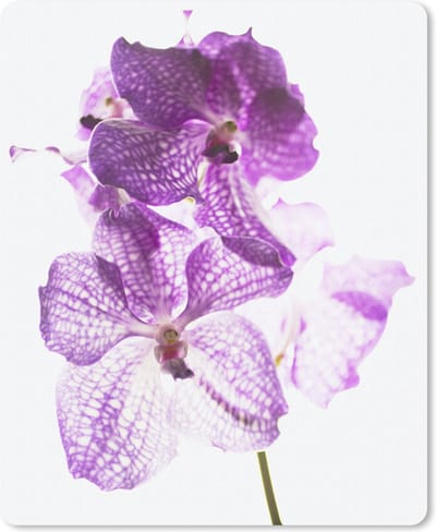 Muismat Orchidee - Paarse orchideeën muismat rubber - 19x23 cm - Muismat met foto