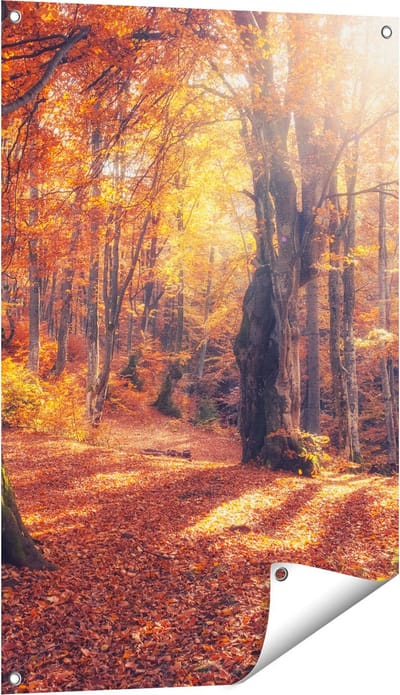 Gards Tuinposter Oranje Herfstbos met Zonneschijn - 60x90 cm - Tuindoek - Tuindecoratie - Wanddecoratie buiten - Tuinschilderij