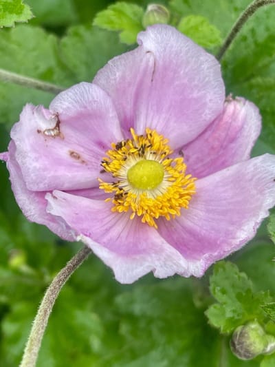 6x Herfstanemoon, Japanse Anemoon - Anemone hupehensis 'September Charm' | 9x9 cm pot